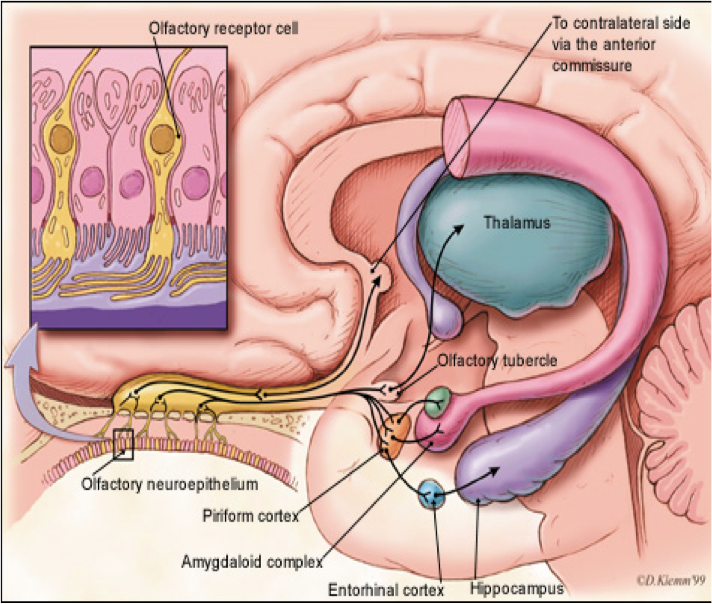 olfactory tracts